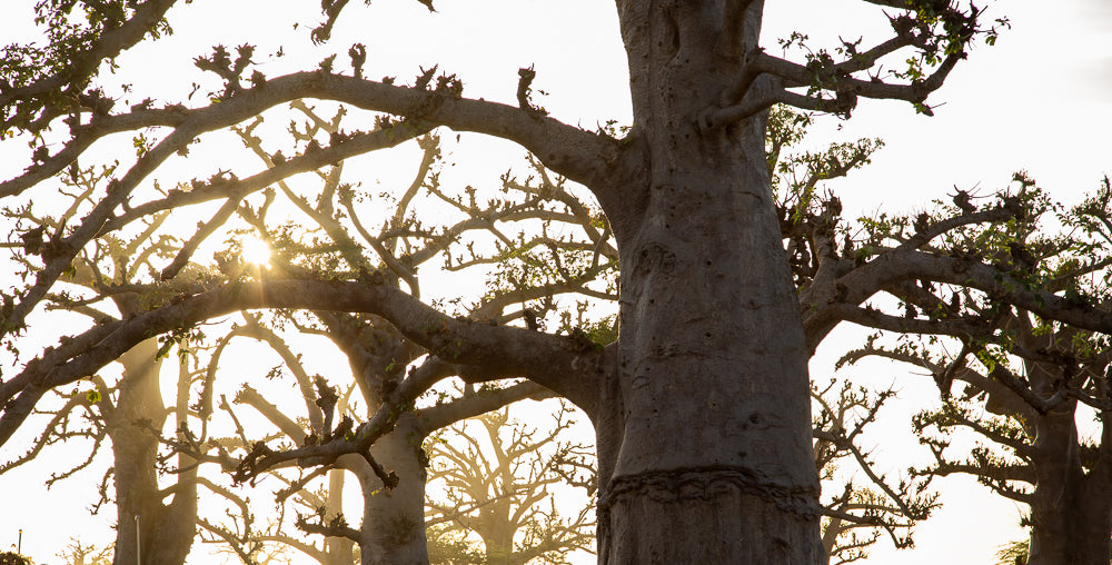 A forest of Baobab trees in Africa.