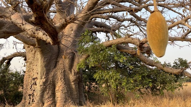 KAIBAE 2025 Impact Report: How Baobab Harvest Continues To Power Communities - KAIBAE