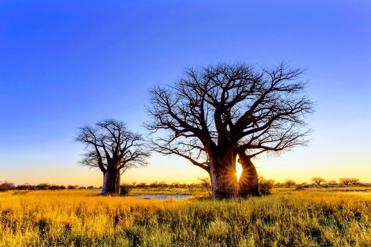 Baobab: The Key to Healthy Aging and Glowing Skin - KAIBAE