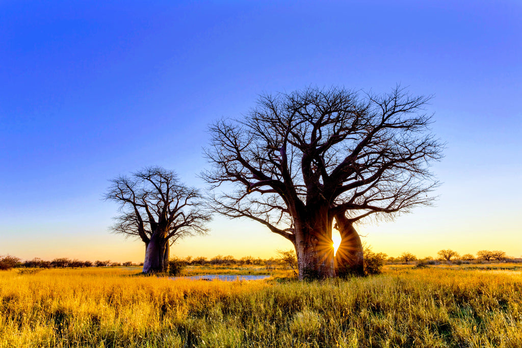 Baobab Trees, Africa I KAIBAE