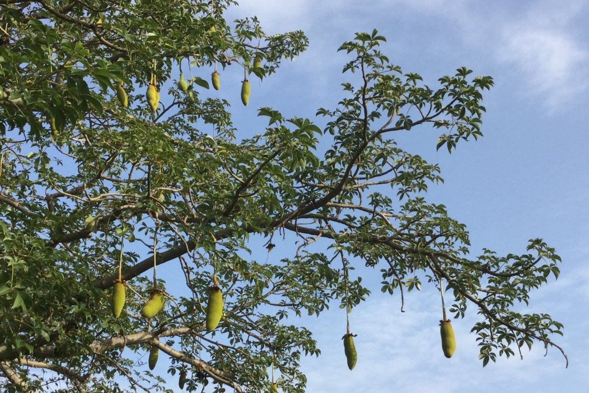 Why Your Skin Loves Polyphenols (and Baobab) - KAIBAE