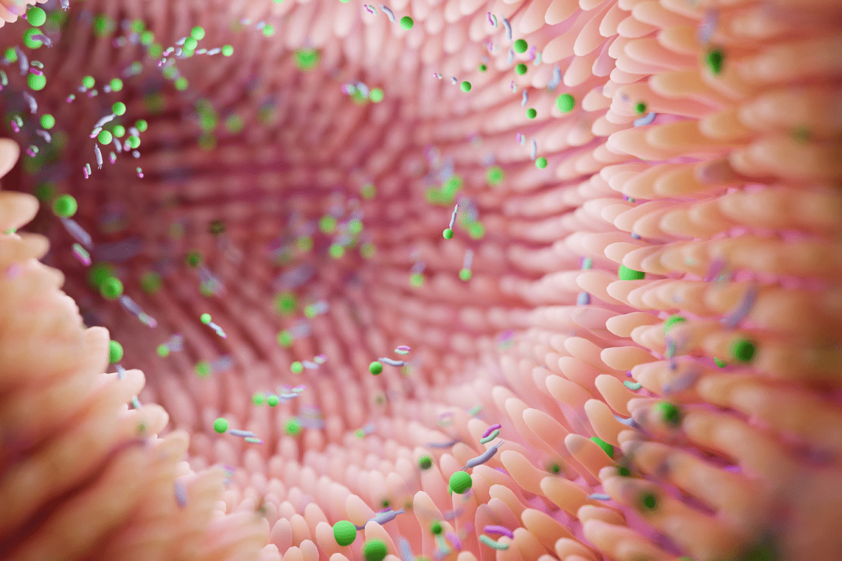 What is a Leaky Gut and How to Avoid It - KAIBAE
