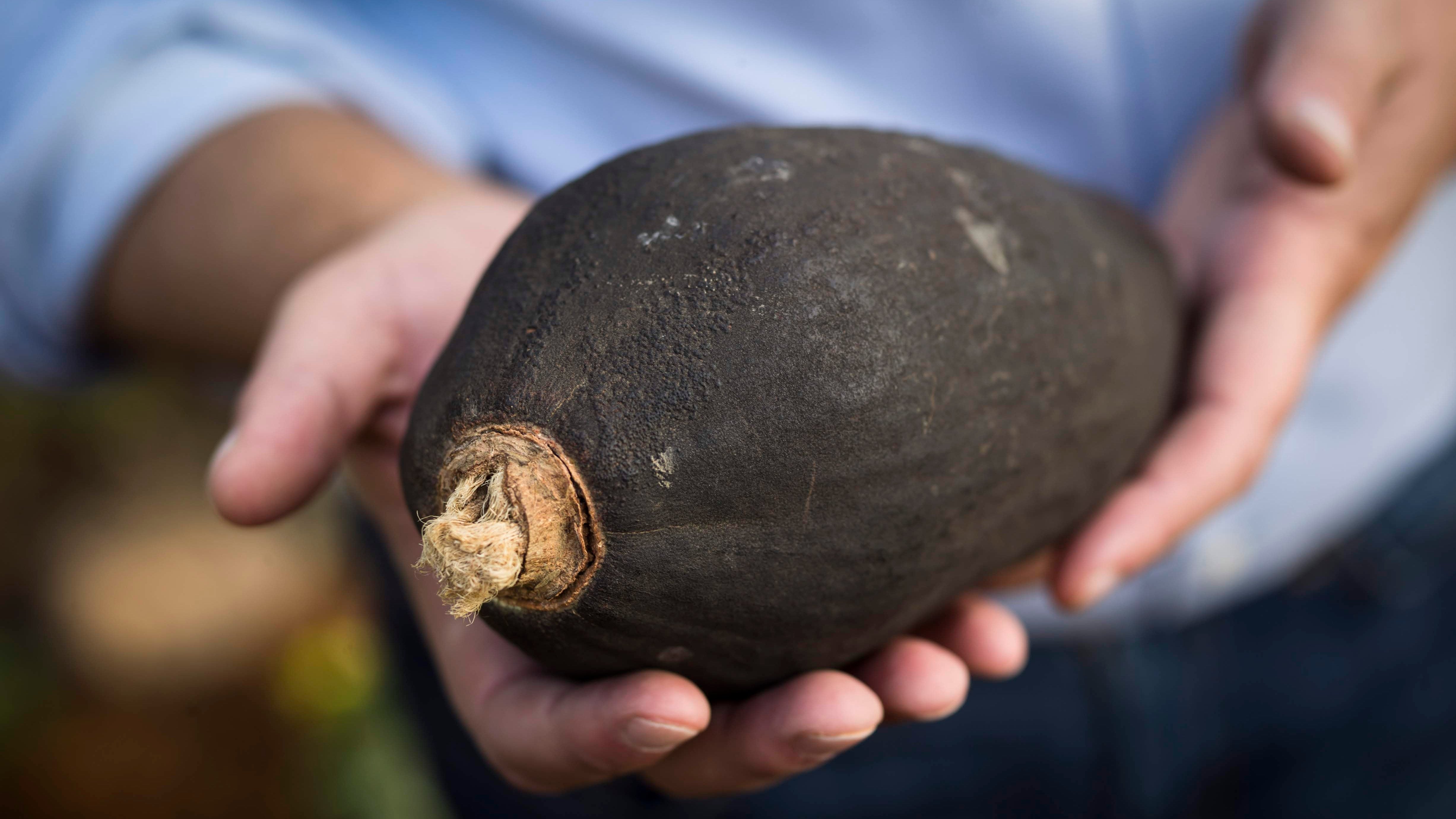 Baobab fruit powder pod the most fiber dense fruit, best for gut health