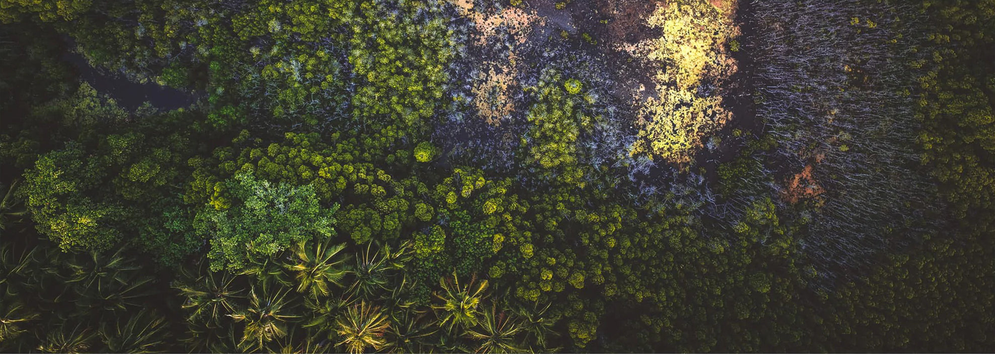 Why Wild Is The New Organic - KAIBAE