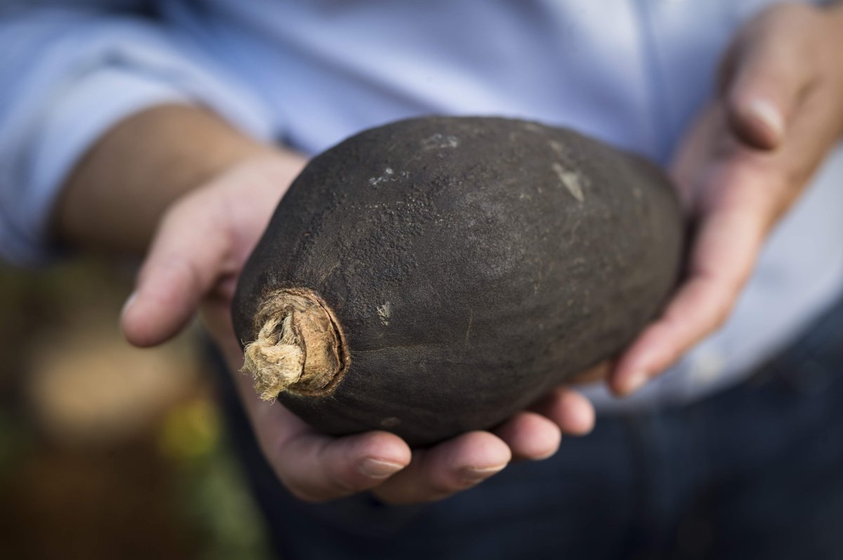 Baobab: The Superfruit Transforming Health and Wellness - KAIBAE