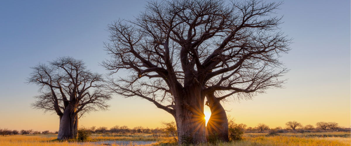 KAIBAE Microbiome Wellness powered by Baobab I KAIBAE