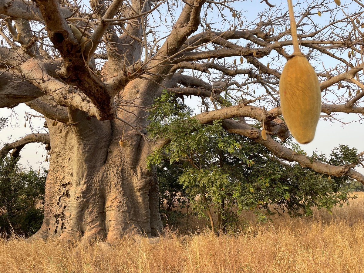 KAIBAE 2025 Impact Report: How Baobab Harvest Continues To Power Communities - KAIBAE