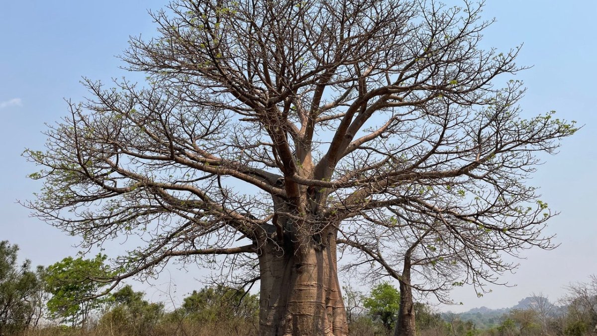 Baobab: The Ultimate Giving Tree - KAIBAE