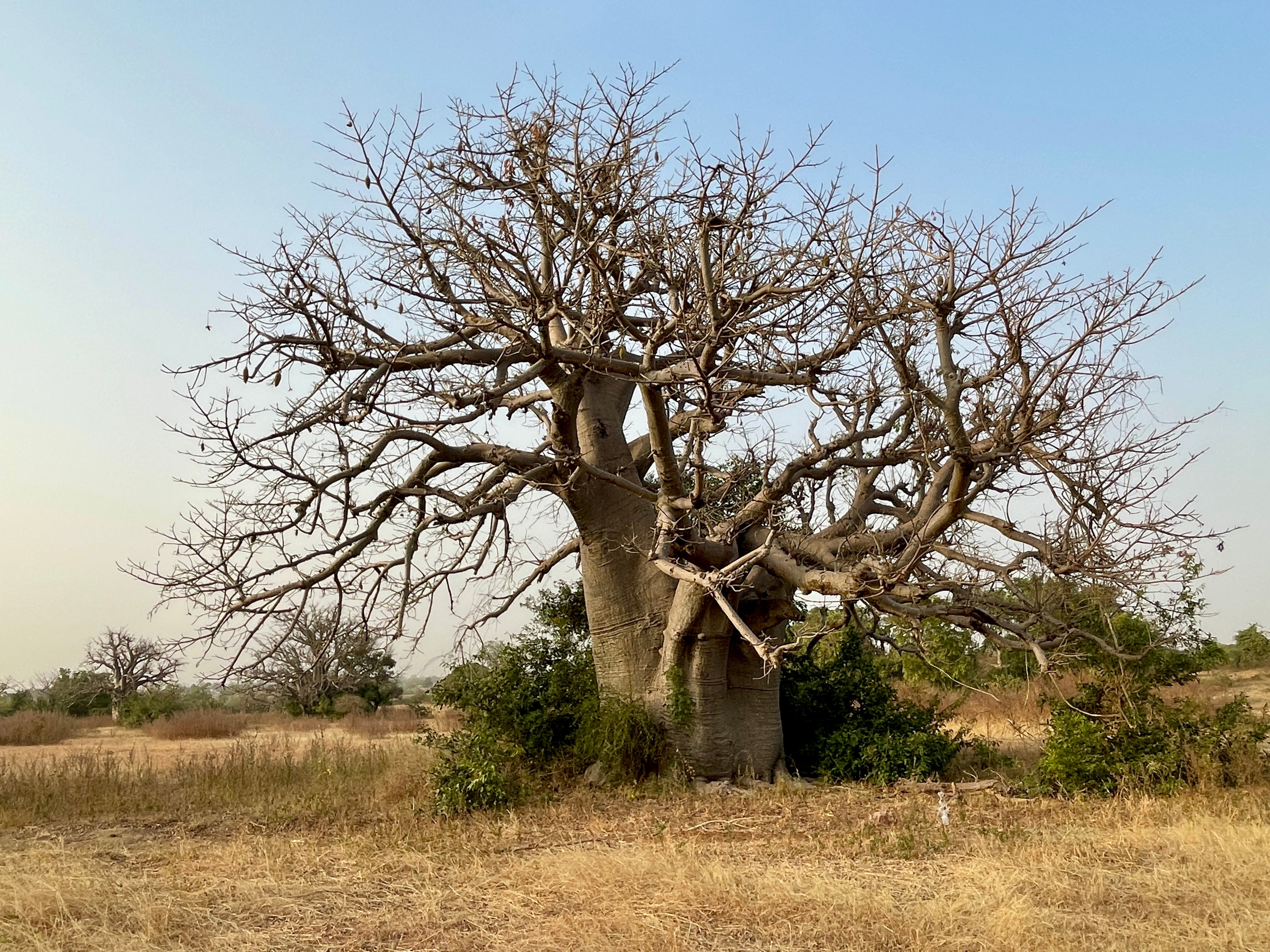 Baobab tree in Northern Ghana, source of KAIBAE baobab fruit powder