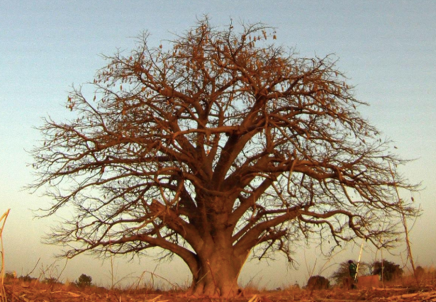 The Baobab Tree - Go Kaibae