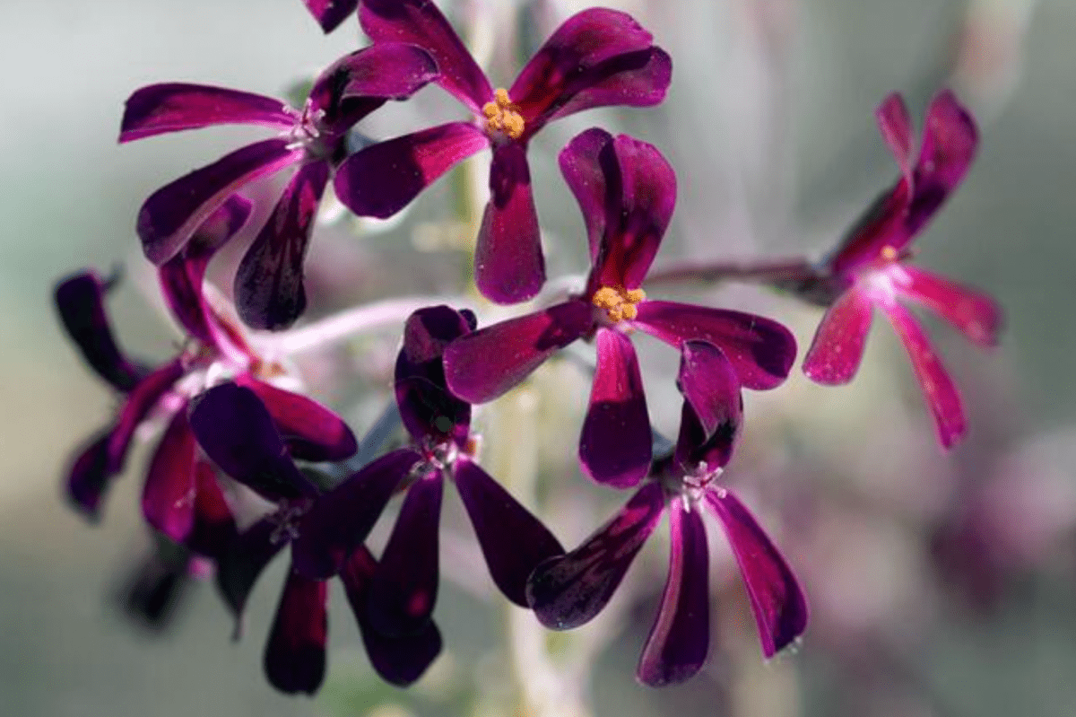 10 Incredible Health Benefits of Pelargonium Sidoides - KAIBAE