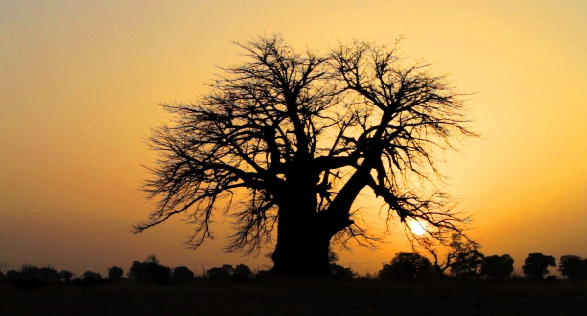 Baobab In the New York Times: Things Are Looking Up for the Baobab Trees - KAIBAE