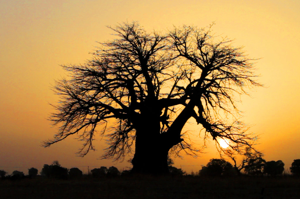 Baobab Tree in the evening sun 