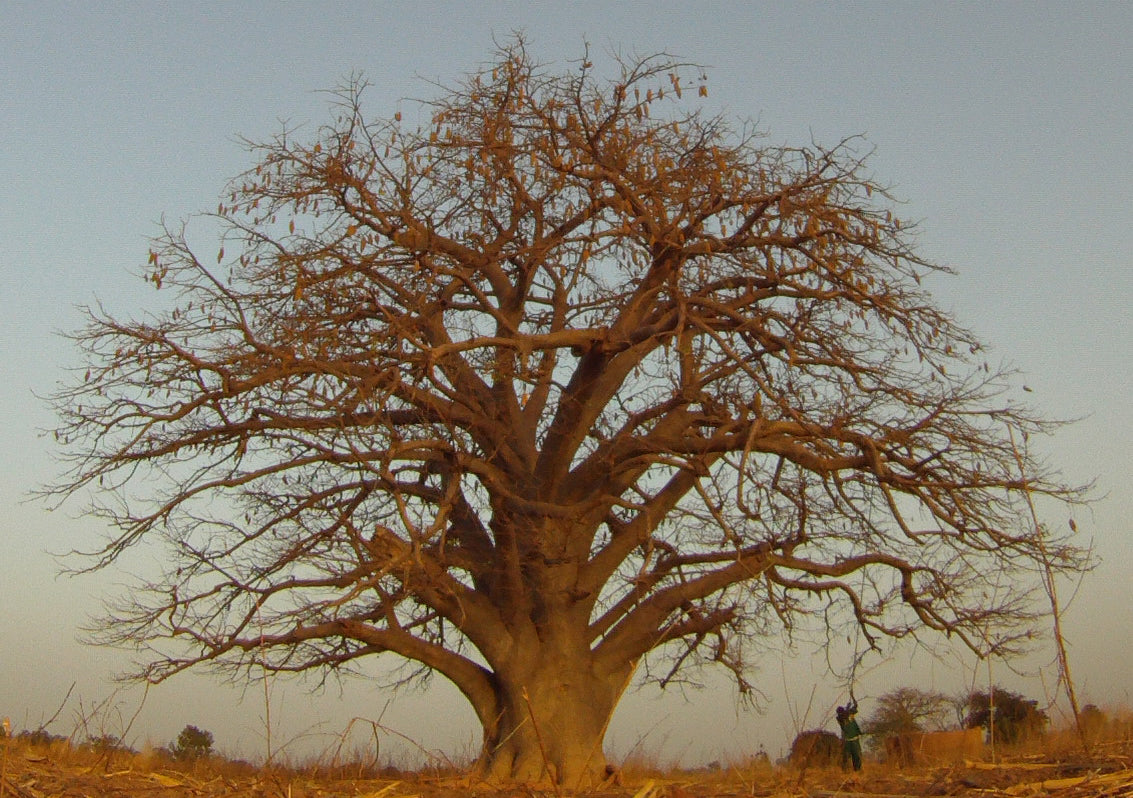 Baobab tree harvest I KAIBAE